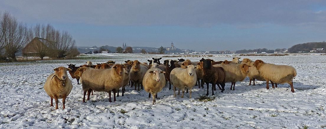 Schnee Schafe Hintergrund Schwanenburg Kleve